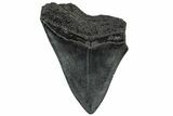 Bargain, Fossil Megalodon Tooth - South Carolina #301816-1